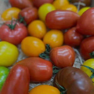Eine Auswahl an verschiedenen frischen Tomatensorten wie gelben, roten und dunklen Fleischtomaten im Großhandel.