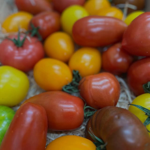 Eine Auswahl an verschiedenen frischen Tomatensorten wie gelben, roten und dunklen Fleischtomaten im Großhandel.