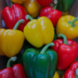 Knackige rote, gelbe und grüne Gemüsepaprika in einer Steige bei MK City Frucht.