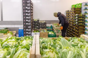 Ein Mitarbeiter der MK City Frucht Handels GmbH prüft frischen Salat und Gemüse in Kisten im eigenen Kühllager auf dem Berliner Großmarkt.